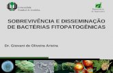 Sobrevivência e disseminação de bactérias fitopatogênicas