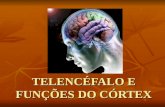 Telencéfalo e funções do córtex