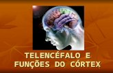 Telencéfalo e funções do córtex