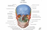 Atlas de anatomia humana   netter