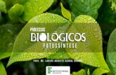 A bioquímica da Fotossíntese - um processo biológico