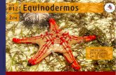 2EM #12 Equinodermos