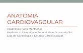 Anatomia Cardiovascular - Liga Acadêmica de Cardiologia …laccv.sites.ufms.br/files/2012/08/Anatomia-Cardiovascular.pdf · ANATOMIA CARDIOVASCULAR Acadêmico: Vitor Montanholi Medicina