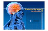 Anatomía Humana - Estudia a la UIBuom.uib.cat/digitalAssets/405/405902_1B_Introduccio_Anatomia.pdf · Introduccio_Anatomia Author: uib Created Date: 10/27/2016 4:47:19 PM ...