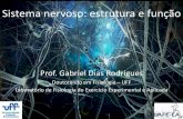 Sistema nervoso: estrutura e função - Prof. Sandro de Souza · PDF fileObjetivos da aula 1. Discutir a organização geral do sistema nervoso. 2. Descrever a estrutura e a função