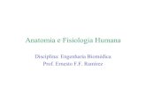 Anatomia e Fisiologia Humana - uel.br · PDF fileProf. Ernesto - Engenharia Biomédica - Anatomia e Fisiologia Humana Slide 12 ... •A replicação do DNA ocorre durante a divisão
