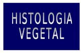HISTOLOGIA VEGETAL - · PDF fileHISTOLOGIA VEGETAL-Estudo dos tecidos vegetais, em suas formas funções e origens;-São divididos em dois grupos:-MERISTEMAS (que são os tecidos