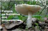 Fungos, os faxineiros dos - …biologiaecienciascap.pbworks.com/w/file/fetch/41894125/aula fungos.pdf · decompositores, parasitas, mutualistas ou até mesmo predadores; - Sua reserva