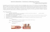 Sistema Digestório - Intestinos e Glândulas Anexas · PDF fileSistema Digestório - Intestinos e Glândulas Anexas Profa Juliana Normando Pinheiro CMVA ao Sistema Digestório O intestino