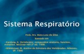 Profa. Dra. Maria Luisa da Silva - ufpa.br · PDF fileacessórios derivados do trato digestório. A estrutura mais comum e filogeneticamente mais antiga é a bexiga natatória