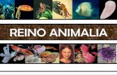 Reino Animalia - Educacionalpessoal.educacional.com.br/up/50280001/1305849/Reino Animal.pdf · Reino Animalia Diferentes tipos de simetria em Animais Simetria radiada Simetria bilateral