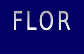 FLOR -   · PDF fileFLOR-Órgão da vida de relação das plantas com função de proteger os órgãos reprodutores;-Formada por um sistema de folhas modificadas (antóceros)