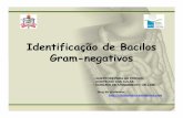 Identificação de Bacilos Gram -negativos · PDF fileColoração de Gram de Pseudomonas aeruginosa envolta por material mucóide capsular em paciente com fibrose cística. Pseudomonas