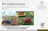 fitosanitarios del cocotero en México - · PDF filedispersión de plagas de ... cocotero (copra y fruta) y 54 mil hectáreas de palma de aceite (SIAP, 2011). En conjunto conforman