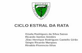 CICLO ESTRAL DA RATA - dmorfo.sites.unifesp.brdmorfo.sites.unifesp.br/images/doc/Grad/2017/Histologia/ciclo... · e o diestro de 48-62 horas. 1 ... Emanuele NV. Alcohol's effects