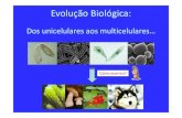 Evolução biológica PARTE II - CeiCiência | Just another ... unicelulares aos multicelulares… Como ocorreu? Quando só existiam seres unicelulares, quais os que apresentavam vantagens?
