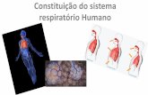 Constituição do sistema respiratório Humano10ebgspedro.weebly.com/uploads/1/4/0/3/14035134/sistema... · Quais são os constituintes do sistema respiratório? Quais são os constituintes