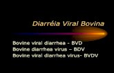 Diarréia Viral Bovina - ia Viral Bovina... · PDF fileSimilaridade antigênica: BVDV ncp ... atravessar a placenta e causar a infecção intrauterina no feto. Genótipos:BVDV 1 e
