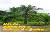 Dendê, sabor, cor e beleza da Bahia também serve para queimar em fornos Amêndoa, o coquinho de onde é retirado o óleo de palmiste De forma bem simples, podemos dizer que o fruto