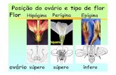 Posição do ovário e tipo de flor Flor Hipógina Perígina ...felix.ib.usp.br/pessoal/marcos/Forma_Funcao/PDFs/AULAS TEORICAS...os carpelos da flor Megagametófito em formação