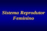 Sistema Reprodutor Feminino em...Fig. 22.6 Corte de útero na fase proliferativa. Miométrio em Cima e endométrio embaixo. Apresentando células glandulares com pouco citoplasma e