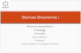 Biomas Brasileiros I - beityaacov2011.wikispaces.combeityaacov2011.wikispaces.com/file/view/Biomas+Brasileiros+I+-+Fl... · Equador, Colômbia, Venezuela, ... formação de meandros;