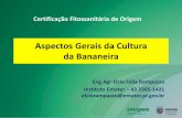 Aspectos Gerais da Cultura da Banana - adapar.pr.gov.br€¦ · 2011 Fruticultura = 70.782 ha Banana = 11.392 ha . Evolução da área, produção e VBP da banana no Paraná ...