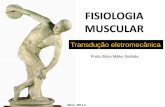 FISIOLOGIA MUSCULAR - UNESP: Câmpus de Botucatu · As fibras musculares estão organizadas longitudinalmente e em paralelo. O músculo é formado de vários fascículos de fibras