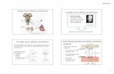Junção neuro-efetora autonômica A junção neuro …fisfar.ufc.br/v2/geral/2_juncao_nea.pdfSantiago Ramón y Cajal ... • vias aéreas • rins • intestinos ... – eferentes