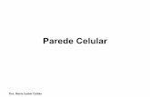 Parede Celular - UFC · primeiras camadas formadas na parede celular e também da substância intercelular que une as paredes de células contíguas nas dicotiledôneas e em menor