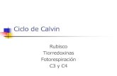Ciclo de Calvin ciclo de Calvin se presenta en tres fases Fase I: Fijación (CO 2 se fija a la ribulosa 1,5 bifosfato y se forman 2 moléculas de 3 fosfoglicerato) ... Paso limitante