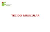 TECIDO MUSCULAR - Portal do IFSC - Página MUSCULAR ESTRIADO ESQUELÉTICO • Constituído por longas fibras musculares (miócitos) que podem atingir até 30cm de comprimento, percorrendo