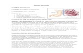 Tecido Muscular · Web view(H14)-(UFRGS) Considere as afirmações a seguir sobre o tecido muscular esquelético. I. Para que ocorra contração muscular, há necessidade de uma ação