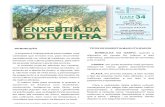 ENXERTIA DA OLIVEIRA - drapn.min-agricultura.pt · - ENXERTIA DA OLIVEIRA / João Ilídio Lopes, Jorge F.S. Pinto 2-1- Eleição do lançamento para retirar semente para enxertar