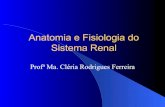 Sistema Renal Anatomia e Fisiologia do · IRC- Estadiamento •Fase de função renal normal sem lesão renal •Fase de lesão com função renal normal •Fase de insuficiência