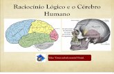Raciocínio Lógico e o Cérebro Humano - … · Raciocínio Lógico e Cérebro: o Lobo Frontal A parte da frente do lobo frontal, o córtex pré-frontal, tem que ver com estratégia: