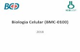 Biologia Celular (BMC-0100) - coltri.bio.br curso.pdf · Biologia Celular - 2018 Coordenadora: Patricia Coltri Sala 425 – ramal 0980 Email: coltri@usp.br Docentes: Fernanda Ors