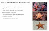 Filo Echinodermata (Equinodermos) · Filo Echinodermata (Equinodermos) • Características gerais: Reprodução-Sexuada, animais dióicos, fecundação externa e desenvolvimento