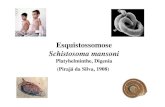 Esquistossomose Schistosoma mansoni - lineu.icb.usp.brlineu.icb.usp.br/~farmacia/ppt/antigos/schisto2011.pdf · Comoacúmulodegranu-lomas, a mucosa intestinal vaificandofibrosada.