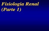 Fisiologia Renal (Parte 1) - Inicial — UFRGS em PDF/50... · contorcido proximal Fig. 19.3 Corpúsculo renal (de Malpighi). Na parte superior da figura aparece o pólo vascular,
