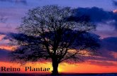 Reino Plantae - Colégio FAAT – Saiba tudo sobre … são as principais características das pteridófitas? • Foi o segundo grupo vegetal na escala evolutiva das plantas. • Possuem