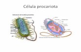 Célula procariota - elenapedroche.files.wordpress.com · Estruaura de la célula procariota 10 . m as . rmedias . F ostolipido . oligosacár prot glicoprotefrla periféricas fibras