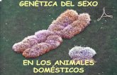 EN LOS ANIMALES DOMÉSTICOS - … · • En el caso de las hembras al ser ambos cromosomas sexuales X es igual el comportamiento de autosomas que de ... Otras características ligadas