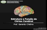 Estrutura e Função do Córtex Cerebralgerardocristino.com.br/novosite/aulas/Neuroanatomia/Aulas/T8... · Área de Broca Programação motora da fala (em geral, apenas no hemisfério