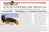 CARUNCHO - Bruchidae - Folha 1 ENCICLOPÉDIA DE … · comum a diversos insetos coleópteros pentâmeros que pertencem à família Bruchidae. ... Pertence à ordem