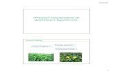 Principais características de gramíneas e leguminosasitaya.bio.br/materiais/gr leg 1.pdf · 2/3/2013 1 Principais características de gramíneas e leguminosas Plantas Forrageiras