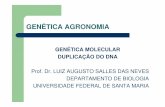 GENÉTICA AGRONOMIA - w3.ufsm.brw3.ufsm.br/geneticavegetal/images/anexos/powerpoint/Genética... · genÉtica agronomia genÉtica molecular duplicaÇÃo do dna prof. dr. luiz augusto