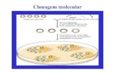 Clonagem molecular - Biologia Molecular e Genéticabmg.fc.ul.pt/Disciplinas/Eng Genetica/aulas/Clonagem molecular.pdf · Definição de clonagem molecular A clonagem molecularéo