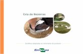 Cria de bezerras - Principal - Agropedia brasilisainfo.cnptia.embrapa.br/digital/bitstream/item/116740/1/Cnpgl-2014... · Lembre-se que cada bezerra tem o seu ritmo para aprender.