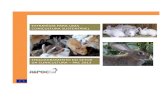 ESTRATÉGIA PARA UMA CUNICULTURA …aspoc.pt/attachments/article/191/Cunicultura - PAC 2013.pdf · A cunicultura como ramo da pecuária, é um setor importante em Portugal. O coelho